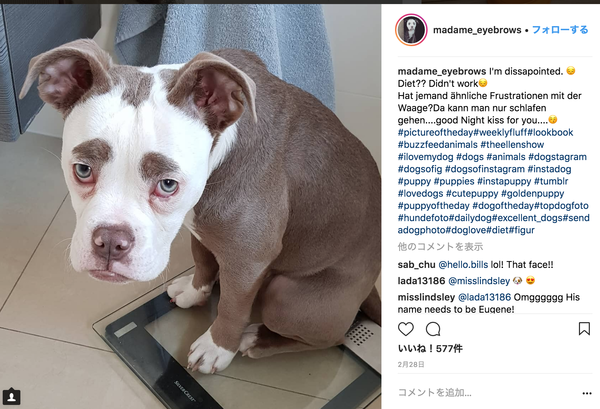 悲壮感ハンパない リアルな ディズニーっぽい犬 が可愛すぎると話題に ニコニコニュース