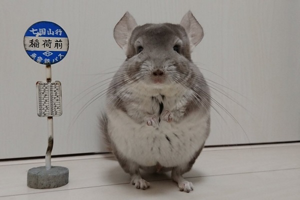 あの名シーンを再現 トトロになりきるチンチラがめっちゃ可愛い ニコニコニュース あの名シーンを再現 トトロになりきるチンチラがめっちゃ可愛い ニコニコニュース