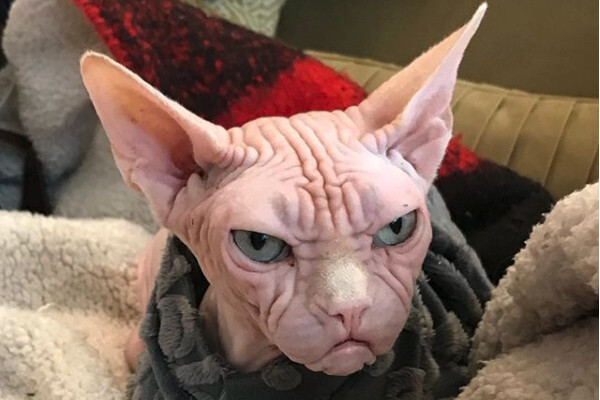 モフモフしてなくてもかわいい 毛のないネコ がsnsでファンを集める ニコニコニュース モフモフしてなくてもかわいい 毛のないネコ がsnsでファンを集める ニコニコニュース
