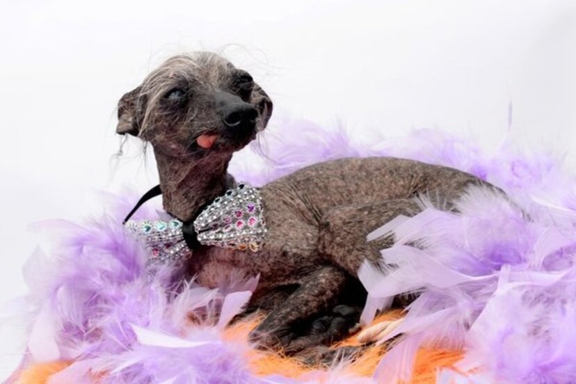 世界で最もブサイクな犬大会 で3位になった犬が話題に 不細工な犬をスターにしたいと企業が動き出す ニコニコニュース 世界で最もブサイクな犬大会 で3位になった犬が話題に 不細工な犬をスターにしたいと企業が動き出す ニコニコニュース