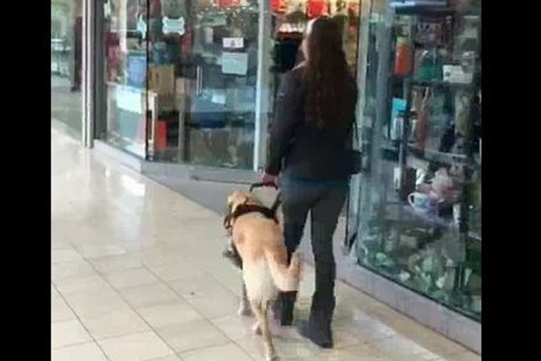 ちゃっかり 自分の好きな店へ主人を誘導する 盲導犬 が微笑ましい ニコニコニュース ちゃっかり 自分の好きな店へ主人を誘導する 盲導犬 が微笑ましい ニコニコニュース