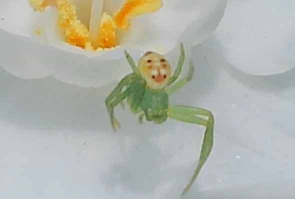 陽気なおじさん のようなクモが発見される ニコニコニュース 陽気なおじさん のようなクモが発見される ニコニコニュース
