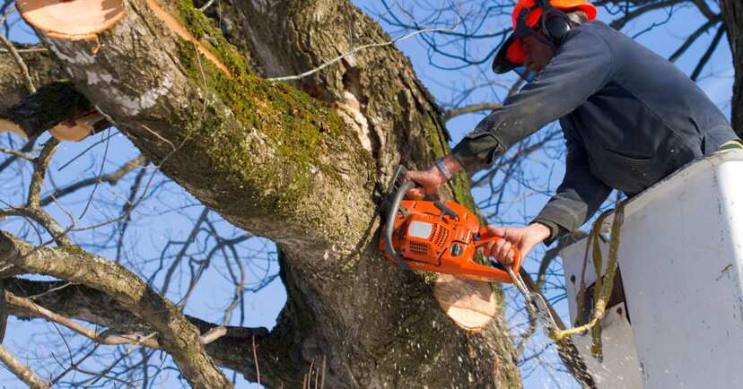 電動ノコギリで足を切り男性死亡 惨すぎる事故に 免許 を求める声 ニコニコニュース