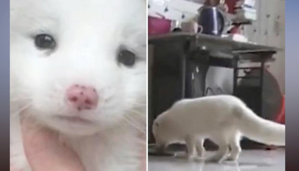 あら可愛い 中国で スピッツ だと思って購入した犬 実は ニコニコニュース あら可愛い 中国で スピッツ だと思って購入した犬 実は ニコニコニュース