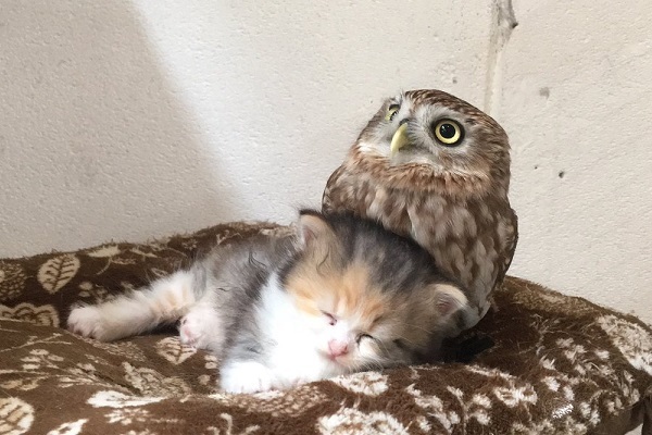 なんだか胸熱 3世代の猫とフクロウが仲良くモフりあう姿がめっちゃ可愛い ニコニコニュース なんだか胸熱 3世代の猫とフクロウが仲良くモフりあう姿がめっちゃ可愛い ニコニコニュース