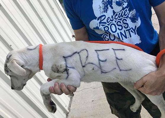 アメリカで Free と書かれた捨て犬が発見される ニコニコニュース