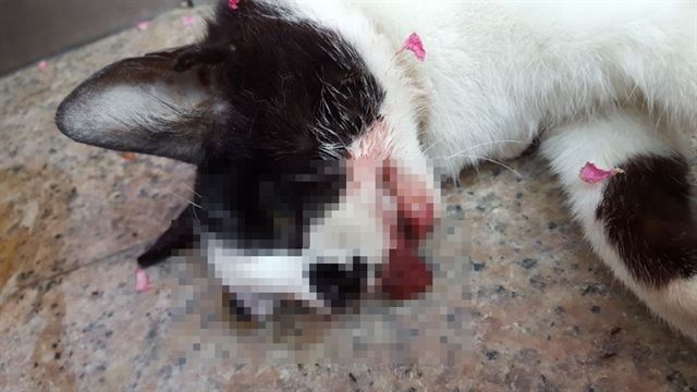 韓国の釜山で片目が傷付けられた猫の死体が発見される 警察が捜査 ニコニコニュース 韓国の釜山で片目が傷付けられた猫の死体が発見される 警察が捜査 ニコニコニュース