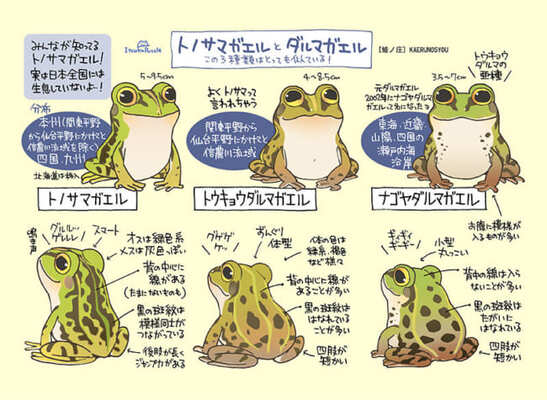 なぜ描いた カエルの見分け方を解説するイラストに 雨の日が楽しみ と反響 ニコニコニュース