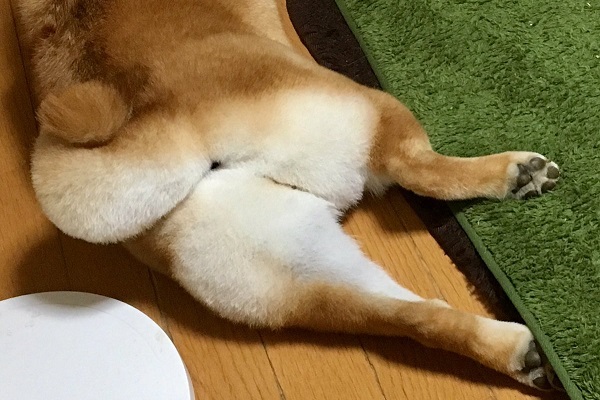 とんでもなくモフモフ 洗いたての柴犬の お尻 と 尻尾 に胸キュン ニコニコニュース