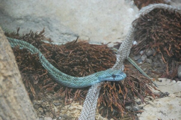 エゾブルー 臆病 卵を産まない 旭山動物園にいるヘビの秘密 ニコニコニュース