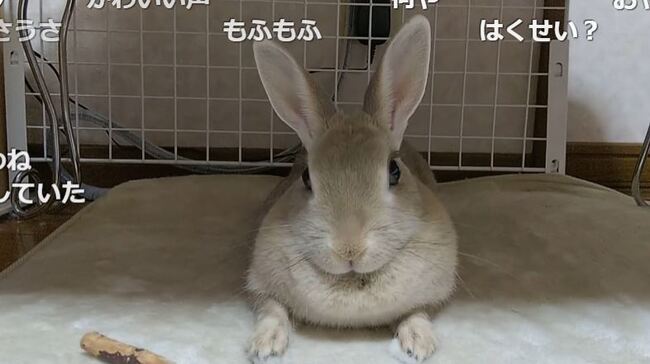 飼い主の おやつ の呼びかけにぴょんぴょん応えるウサギさん 他の言葉で呼んでも無反応な様子に もう おやつって名前でい ニコニコニュース