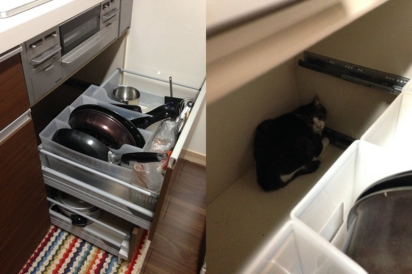 地震後に飼い猫が隠れていた意外な場所 猫を飼う人に向けた注意ツイートが話題 ニコニコニュース 地震後に飼い猫が隠れていた意外な場所 猫を飼う人に向けた注意ツイートが話題 ニコニコニュース