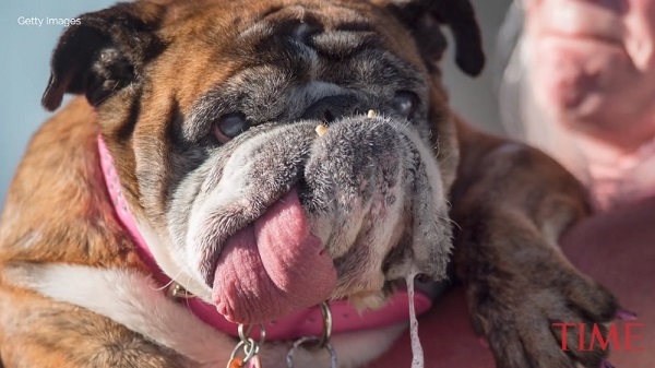 世界一醜い犬コンテスト で優勝したブルドッグの姿がこちら ニコニコニュース