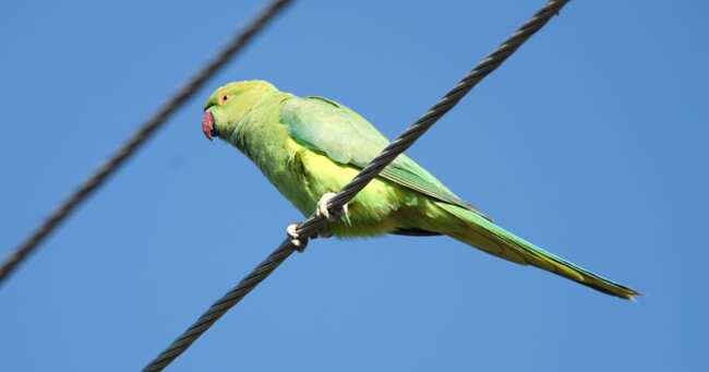 東京 神奈川に1000羽以上のインコが 大量発生した理由 に怒りの声 ニコニコニュース