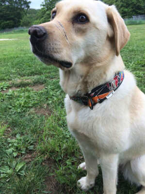 虐待されても人間が好き 青森の被虐待犬 ナッツ が警察犬に 鼻の傷痕が問いかけるもの ニコニコニュース 虐待されても人間が好き 青森の被虐待犬 ナッツ が警察犬に 鼻の傷痕が問いかけるもの ニコニコニュース