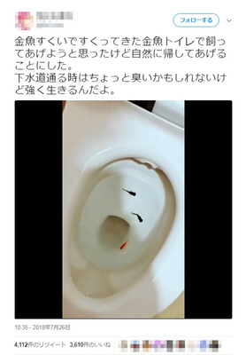 金魚をトイレに流して 自然に帰してあげる Snsに動画投稿し非難殺到 ニコニコニュース