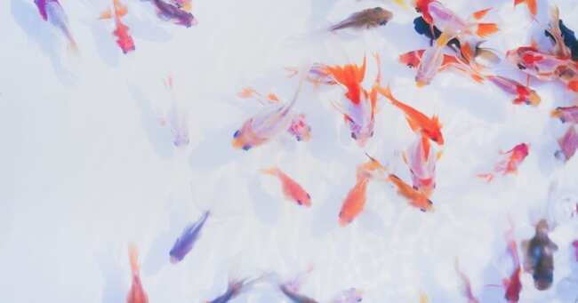 金魚をトイレに流す動画で非難殺到 女性投稿者は 池に直結してる と反発も ニコニコニュース