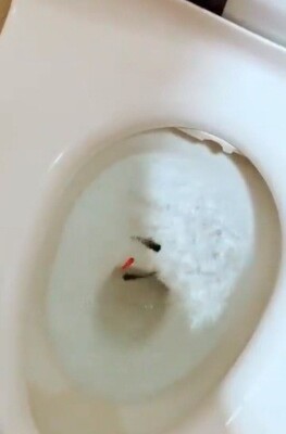 二度とトイレに金魚は流さない ツイート炎上の女性 取材に明かした 本音 ニコニコニュース 二度とトイレに金魚は流さない ツイート炎上の女性 取材に明かした 本音 ニコニコニュース