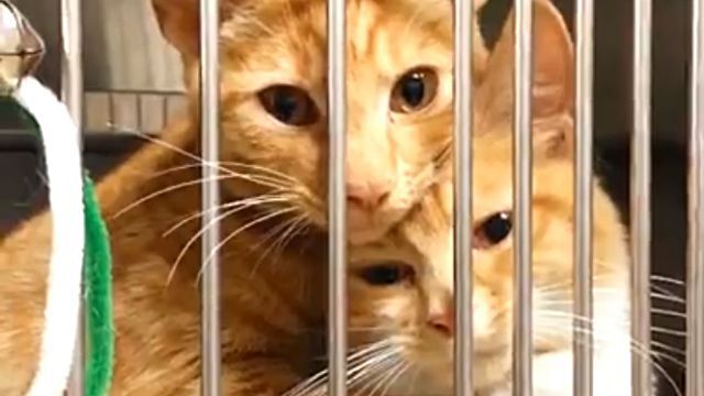 愛情も絆も無限大 大好き同士な動物たちのキスとハグ ニコニコニュース