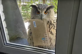 ハリポタの世界やん フクロウが手紙を届けてくれる と話題に ニコニコニュース