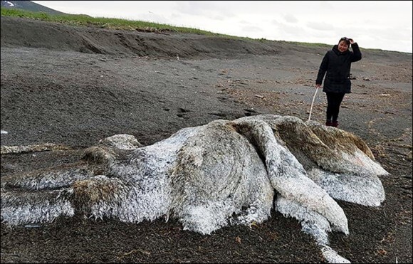 イエティ 絶滅したマンモス 巨大で毛深い 海の怪物 の死骸が打ち上げられて騒ぎに ロシア ニコニコニュース