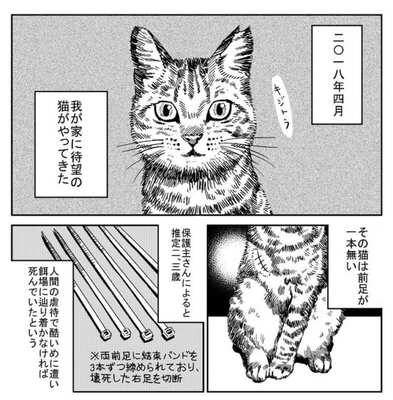 虐待で前足を失った 保護猫 を飼うことにした経緯を漫画に 人懐っこい性格が かわいい ニコニコニュース