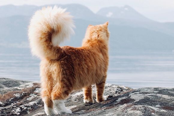 巨大でモフモフ リスのような尻尾を持ち 犬のような性格を持った猫 ノルウェー ニコニコニュース