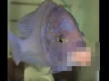 人間よりもセクシー プルプルすぎる唇を持った魚が話題に ニコニコニュース 人間よりもセクシー プルプルすぎる唇を持った魚が話題に ニコニコニュース