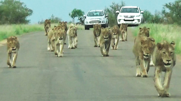 15頭ものライオンが一挙に押し寄せてきたよ 国立公園で最大のライオンの群れに遭遇 南アフリカ ニコニコニュース
