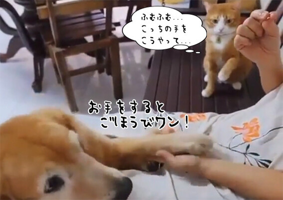 学習に余念のない猫 犬がお手をしておやつをもらっている様子をシミュレーション からの 大変良くできました ニコニコニュース