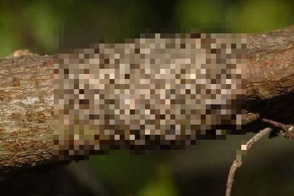そっ閉じ必至 ネットに出回った10の衝撃画像 閲覧注意 ニコニコニュース そっ閉じ必至 ネットに出回った10の衝撃画像 閲覧注意 ニコニコニュース