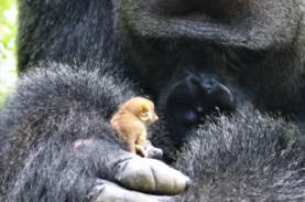 垣根を越えて 巨大なゴリラと小さな動物が出会った結果 めっちゃ仲良くなりました ニコニコニュース