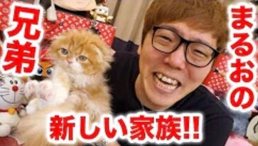 ヒカキン 炎上乗り越え2匹目の猫の飼育開始 ネットから称賛の声が殺到したワケ ニコニコニュース