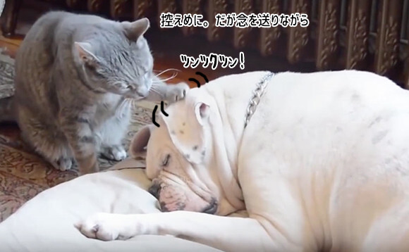 大好きな犬に起きてほしい猫 様々な猫手法を使い根気よく起こそうとする ニコニコニュース