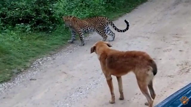 何すんねん ざけんなゴルァ しばいたろかワレ 意訳 ヒョウ 対 犬 勝つのはどっち ニコニコニュース