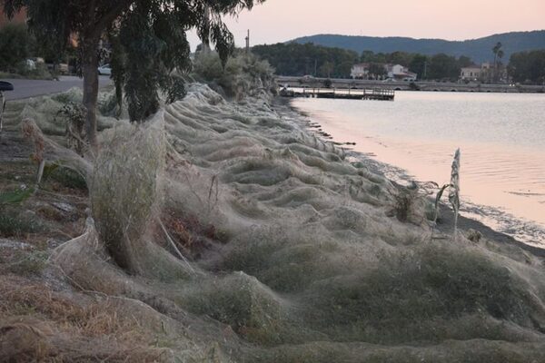 ギリシャの島で300メートルの クモの巣 が見つかる ニコニコニュース