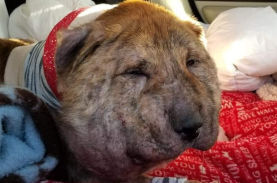 一体誰が 首に靴紐 体内に弾丸 虐待された犬が保護され見違える姿に ニコニコニュース 一体誰が 首に靴紐 体内に弾丸 虐待された犬が保護され見違える姿に ニコニコニュース