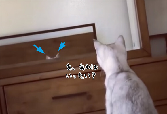 あ あれは 吾輩の耳 で こうなった 猫が鏡に映った自分の耳を認識しているかもしれない件に関して ニコニコニュース
