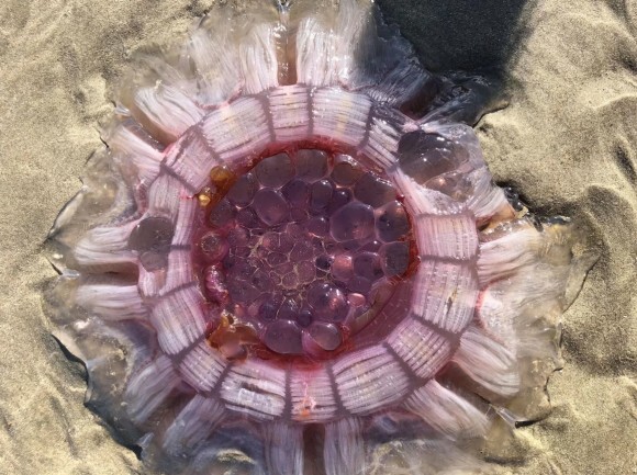 エイリアンの卵が孵化した感がすごい ニュージーランドの海岸に打ち上げられたライオンタテガミクラゲ ニコニコニュース