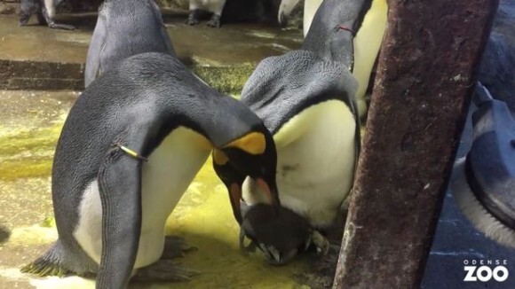 ペンギンの赤ちゃんが放置されているのを見たゲイのペンギンカップル 赤ちゃんを保護しお世話するも実親とのバトル勃発 ニコニコニュース ペンギンの赤ちゃんが放置されているのを見たゲイのペンギンカップル 赤ちゃんを保護しお世話するも実親とのバトル勃発 ニコニコニュース
