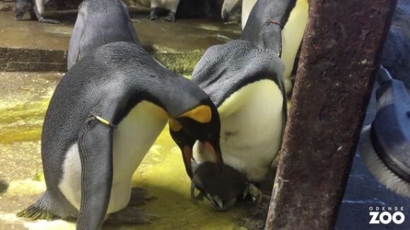 ペンギンの赤ちゃんが放置されているのを見たゲイのペンギンカップル 赤ちゃんを保護しお世話するも実親とのバトル勃発 ニコニコニュース