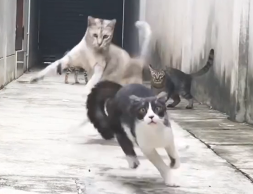 ニャンパラリンが加速する 4匹の野良猫たちの華麗なる忍者乱舞 ニコニコニュース ニャンパラリンが加速する 4匹の野良猫たちの華麗なる忍者乱舞 ニコニコニュース