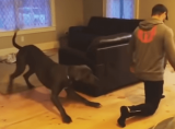 トレーニング中の飼い主さんの真似をする犬の姿が可愛いすぎる ニコニコニュース トレーニング中の飼い主さんの真似をする犬の姿が可愛いすぎる ニコニコニュース