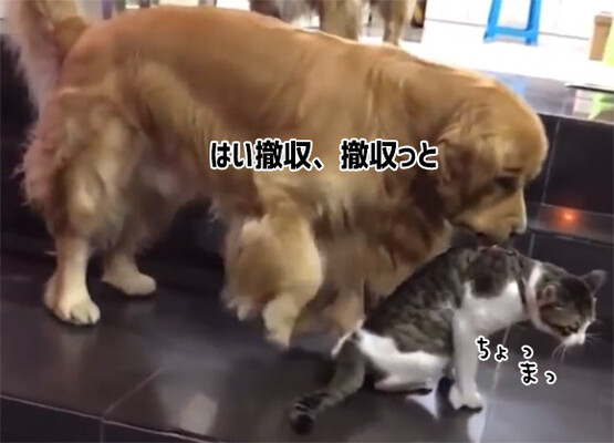 はい 撤収撤収 猫に挑もうとした猫 犬にくわえられ強制送還 ニコニコニュース
