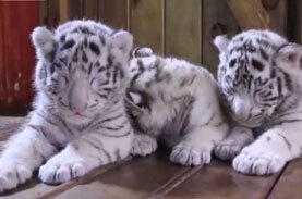 激カワ ふわふわな赤ちゃんがうとうと 中国の動物園で可愛くってレアなトラの赤ちゃんが生まれる ニコニコニュース