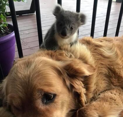 いつのまにかなつかれてた 犬の背中に野生のコアラがひっついていた件 オーストラリア ニコニコニュース いつのまにかなつかれてた 犬の背中に野生のコアラがひっついていた件 オーストラリア ニコニコニュース