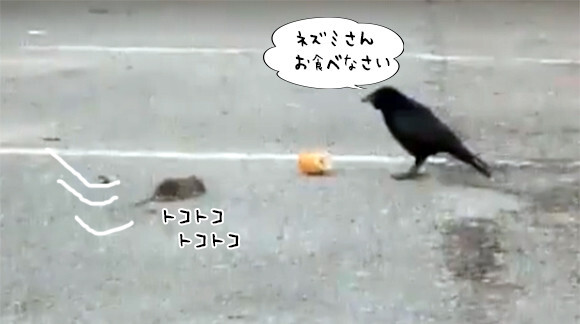 空腹のネズミにどうしてもパンを食べさせてあげたかったカラス 知恵とやさしさでパンを分け与えることに成功 ニコニコニュース 空腹のネズミにどうしてもパンを食べさせてあげたかったカラス 知恵とやさしさでパンを分け与えることに成功 ニコニコニュース