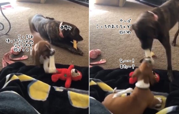 犬界のジャイアンかな 子犬があまったおもちゃで遊ぼうとすると何度も何度でも取り返しに来る犬 ニコニコニュース