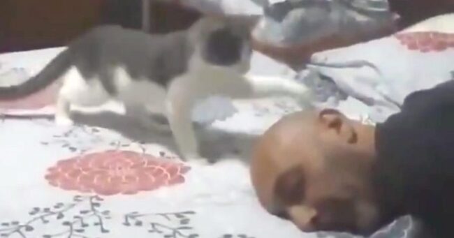 飼い主さんの頭をそっと触って 飼い主さんが起きると 何か と狸寝入り ダルマさんが転んだ をやる猫が可愛すぎ ニコニコニュース