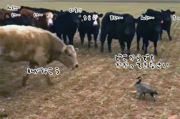 こいつ できる 牛の軍団に勝負を挑んだたった1羽の鳥が圧倒的勝利をつかむまで ニコニコニュース こいつ できる 牛の軍団に勝負を挑んだたった1羽の鳥が圧倒的勝利をつかむまで ニコニコニュース